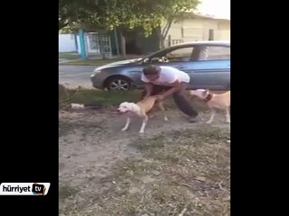 Pitbulldan inanılmaz rekor!
