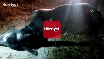 Eşeği işkence ederek öldürdüler