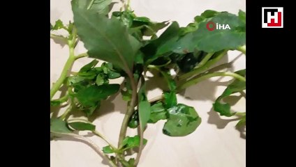 İstanbul’da ıspanakla birlikte yediği ottan zehirlenen kadın konuştu