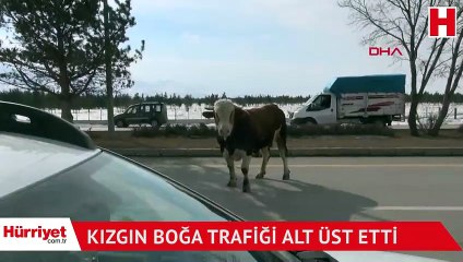 Kızgın boğa, trafiği altüst etti