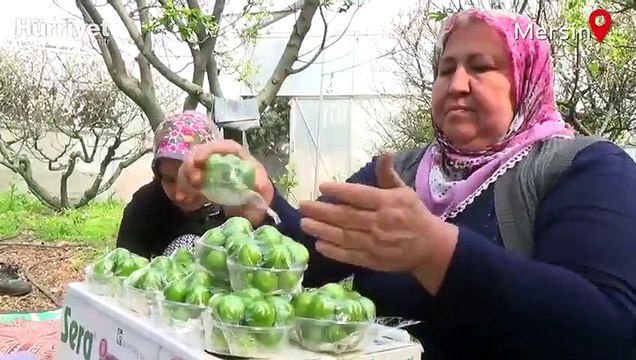 Hasadı başlayan eriğin kilogramı 250 liradan alıcı buluyor