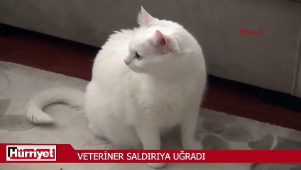Kediye tekme atan çocuğu uyaran veteriner saldırıya uğradı