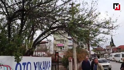 Muğla'da erik ağacı meyve verdi