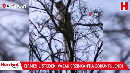 Kırmızı listedeki vaşak Erzincan’da görüldü