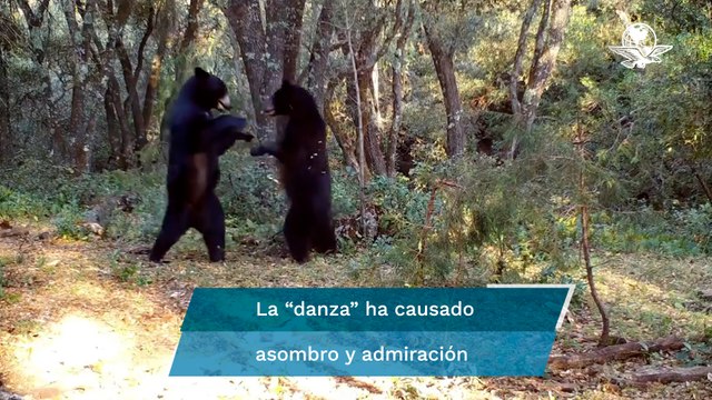 Abren pista, captan a 2 osos bailando en Sierra de Zapalinamé en Saltillo