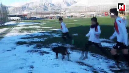 Sevimli köpeğin top tutkusu, sahadan bir türlü çıkmadı...