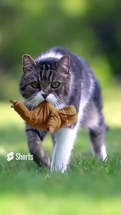 kucing lucu _