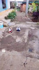 kucing nunggu di kasih uang saku baru mau sekolah _