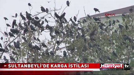 SULTANBEYLİ'DE KARGA İSTİLASI