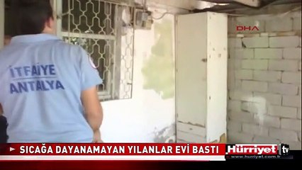 SICAĞA DAYANAMAYAN YILANLAR ANTALYA'DA EVİ BASTI