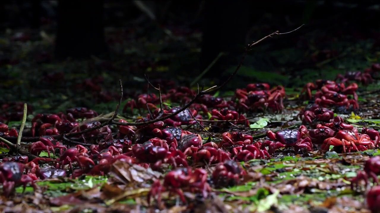 Australiens geheime Inseln Staffel 1 Folge 3 HD Deutsch