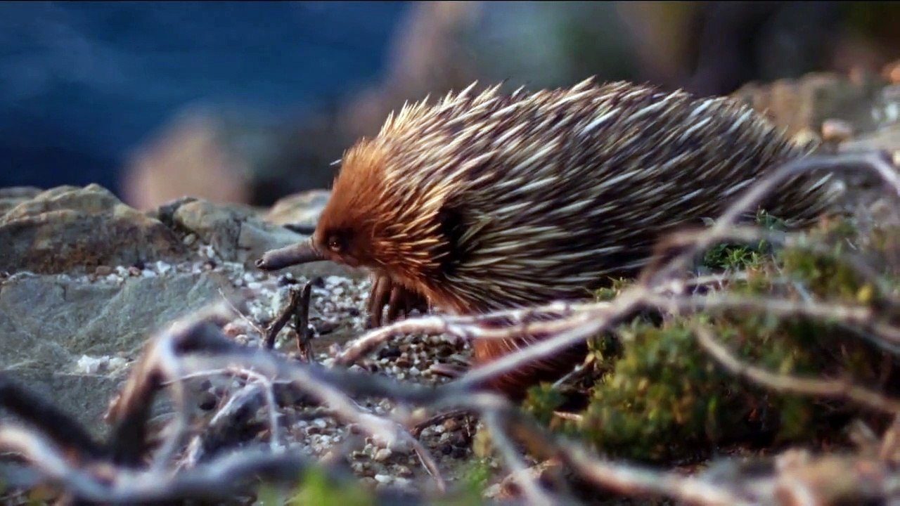 Australiens geheime Inseln Staffel 1 Folge 2 HD Deutsch