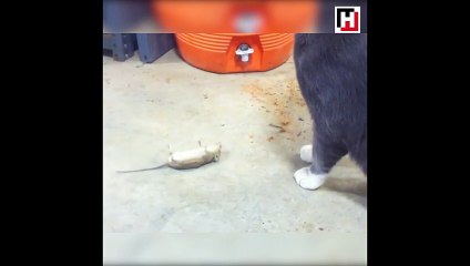 Kediyi görünce ölü taklidi yapan fare!
