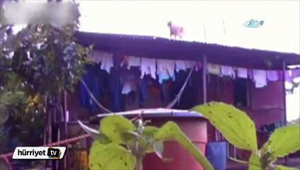 Zavallı kediye kötü şaka