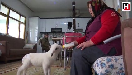 Bebek beziyle bezledikleri kuzuya evde bakıyorlar