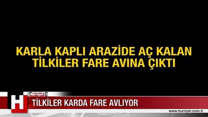 TİLKİLERİN FARE AVI GÖRÜNTÜLENDİ