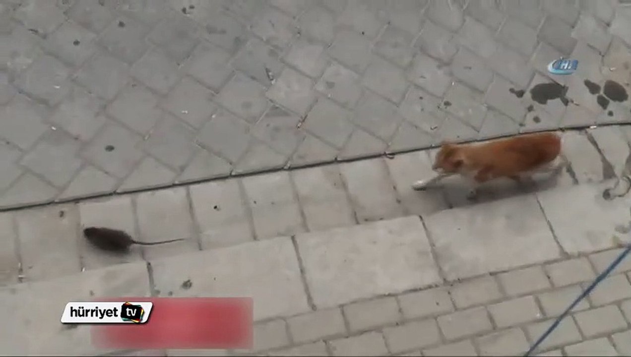 Kediye kafa tutan fare