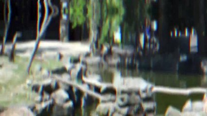 37 Moments When Pets Get Into Fights Fearlessly