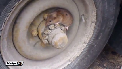 Kediden saklanan fareyi bulabilecek misiniz?