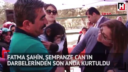 Fatma Şahin, şempanze Can'ın darbelerinden son anda kurtuldu