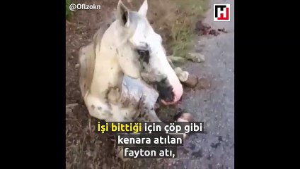 Fayton atı, güzel insanlar sayesinde hayata tutundu!