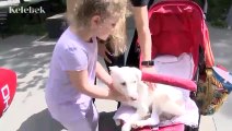 Komedyen Funda Hayırlıoğlu sokağa çıkma izninde felçli köpeğini bebek arabasında gezdirdi