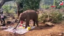 Yemek kokusu alan fil, piknik alanına koştu