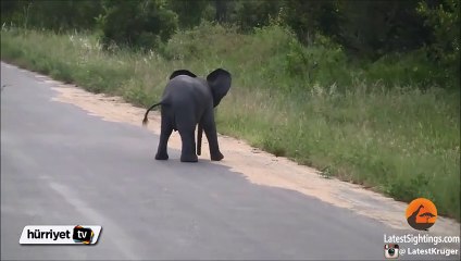 Yavru filin minik dostlarıyla oyunu