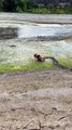 French Bulldog Has Fun in the Mud