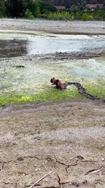 French Bulldog Has Fun in the Mud