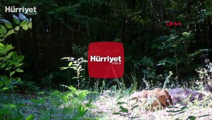 Yalova'da yaban hayat fotokapanlarla görüntülendi