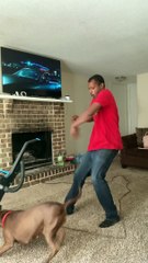 Pitbull Fights the Vacuum