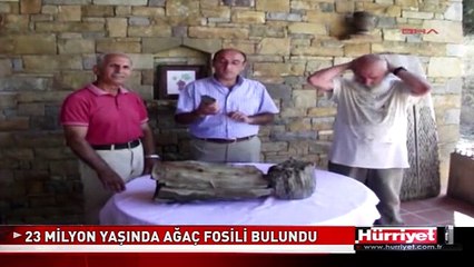GÖKÇEADA' DA 23 MİLYON YAŞINDA AĞAÇ FOSİLİ BULUNDU