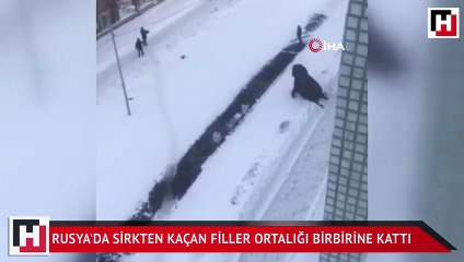 Rusya'da sirkten kaçan filler ortalığı birbirine kattı