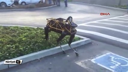 Gerçek köpek ile teknolojik köpek karşı karşıya gelirse