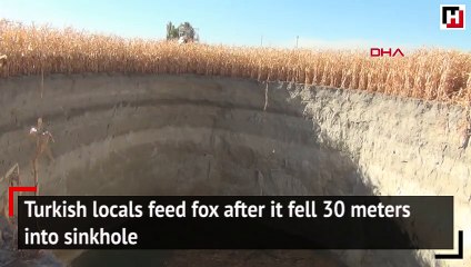 Turkish locals feed fox after it fell 30 meters into sinkhole