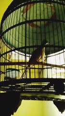 Burung perkutut sumatera