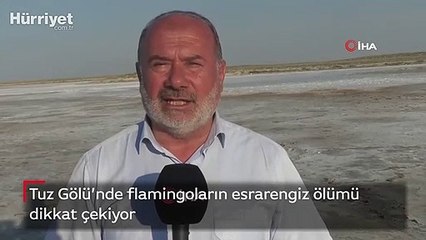 Tuz Gölü’nde flamingoların esrarengiz ölümü dikkat çekiyor