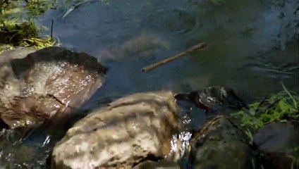 Savaşçı 43. Bölüm Tanıtımı