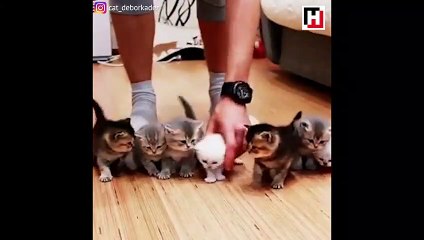Yavru kedilerle fotoğraf çektirmek isteyen adamın dramı!