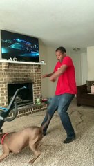 Pitbull Fights the Vacuum