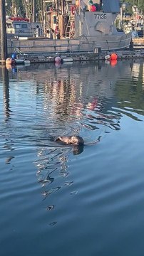 Momma Sea Otter Loves Her Baby