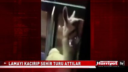LAMAYI KAÇIRIP ŞEHİR TURU ATTILAR