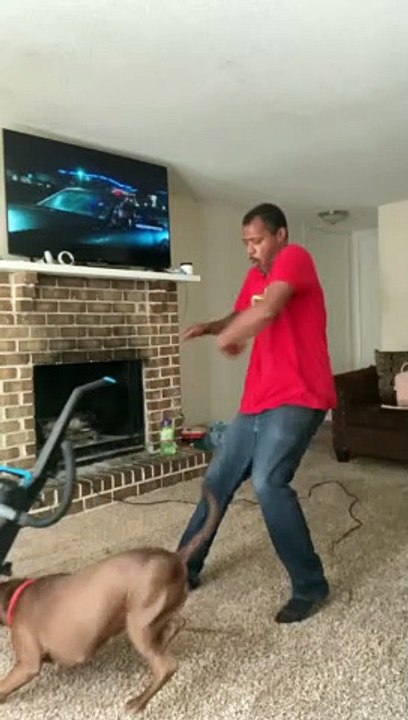 Pitbull Fights the Vacuum