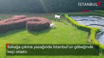 Sokağa çıkma yasağında İstanbul'un göbeğinde keçi otlattı
