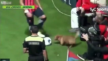 Craziest Animal Interference Moments in Sports History