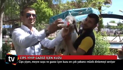 Cips yiyip gazoz içen kuzu