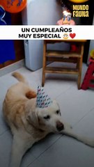 15 años de amor y travesuras