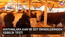 Hayvanlara kan ve süt örneklerinden gebelik testi