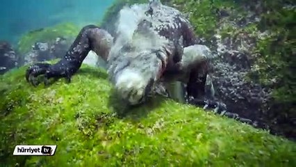 Godzilla adı verilen iguana sadece ot yiyor